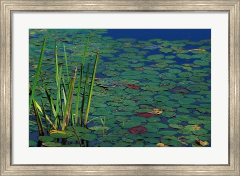 Framed Pond Water Lilies, Brookline, New Hampshire Print