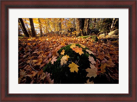 Framed Sugar Maple Leaves on Mossy Rock, Nature Conservancy&#39;s Great Bay Properties, New Hampshire Print