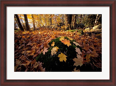 Framed Sugar Maple Leaves on Mossy Rock, Nature Conservancy&#39;s Great Bay Properties, New Hampshire Print