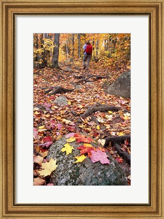 Framed Hiking Sugarloaf Trail, White Mountain National Forest, Twin Mountain, New Hampshire Print