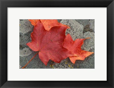 Framed Sugar Maple Foliage in Fall, Rye, New Hampshire Print