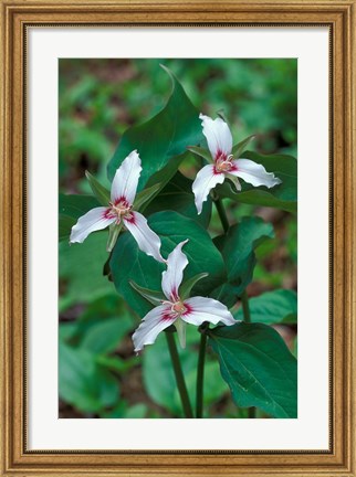Framed Painted Trillium, Waterville Valley, White Mountain National Forest, New Hampshire Print