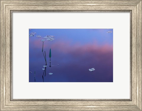 Framed Pickerelweed, Lily Pads and Reflections in Trout Pond, Freedom, New Hampshire Print