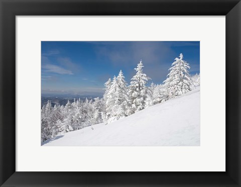 Framed Snowy Trees on the Slopes of Mount Cardigan, Canaan, New Hampshire Print