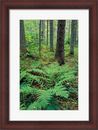 Framed Ferns in the Understory of a Lowland Spruce-Fir Forest, White Mountains, New Hampshire Print