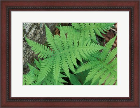 Framed Long Beech Fern, White Mountains National Forest, Waterville Valley, New Hampshire Print