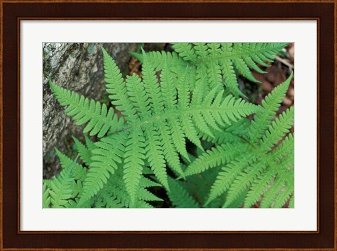 Framed Long Beech Fern, White Mountains National Forest, Waterville Valley, New Hampshire Print