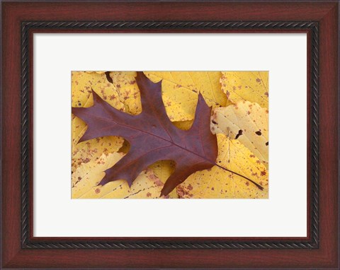 Framed Northern Red Oak Leaf in Fall, Sandy Point Trail, New Hampshire Print