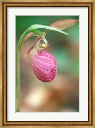 Framed Pink Lady&#39;s Slipper near Woodman Brook, Durham, New Hampshire Print