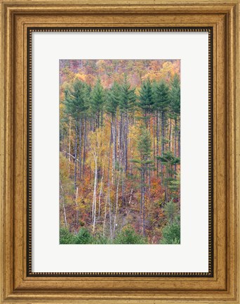 Framed White Mountains in Fall, New Hampshire Print