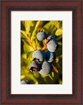 Framed Blueberry agriculture, Alton, New Hampshire Print