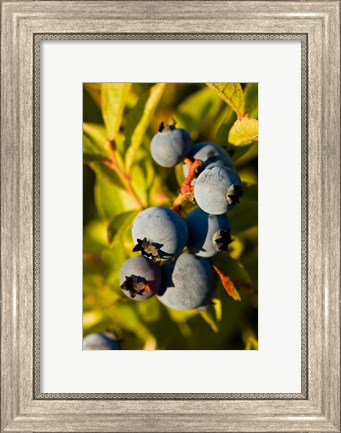 Framed Blueberry agriculture, Alton, New Hampshire Print