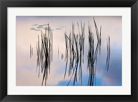 Framed Lily pads and cattails grow in Gilson Pond, Monadanock State Park, New Hampshire Print