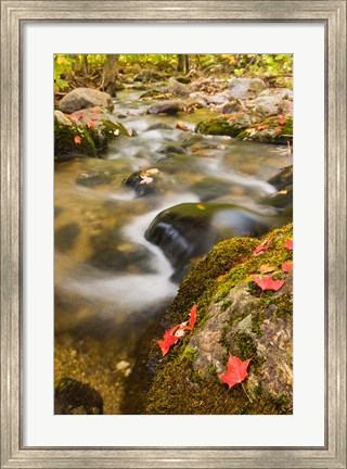 Framed stream in fall, Grafton, New Hampshire Print