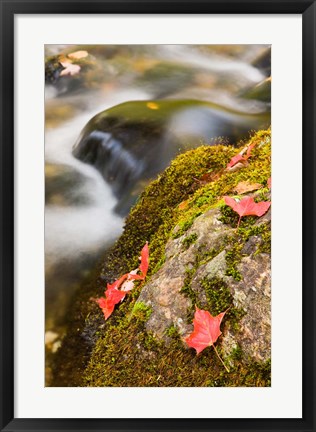 Framed stream in Fall in a Forest in Grafton, New Hampshire Print