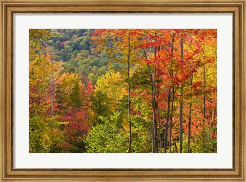 Framed Forest in Grafton, New Hampshire Print