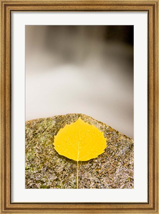 Framed aspen leaf next to a stream in a Forest in Grafton, New Hampshire Print