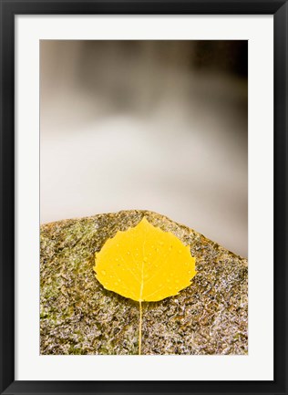 Framed aspen leaf next to a stream in a Forest in Grafton, New Hampshire Print