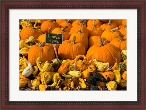 Framed Gourds at the Moulton Farm, Meredith, New Hampshire Print