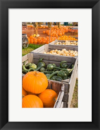 Framed Pumpkins and gourds at the Moulton Farm, Meredith, New Hampshire Print