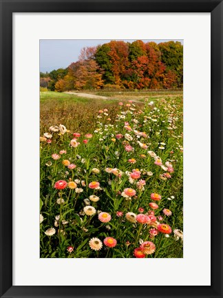 Framed Moulton Farm in Meredith, New Hampshire Print