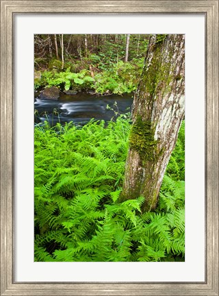 Framed Fern flora, Greenough Brook, New Hampshire Print