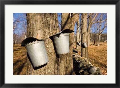 Framed Sugar maple trees in Lyme, New Hampshire Print