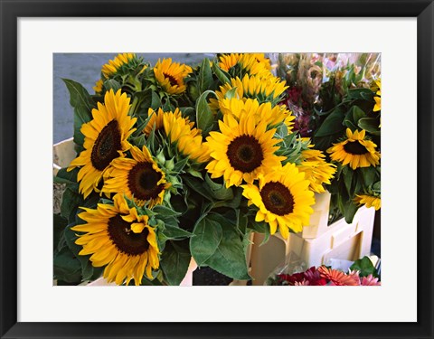 Framed Market Sunflowers, Nice, France Print