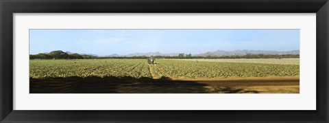 Framed View of Cantaloup Field, Costa Rica Print