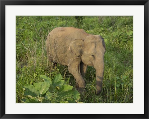 Framed Elephant at Hurulu Eco Park, Sri Lanka Print
