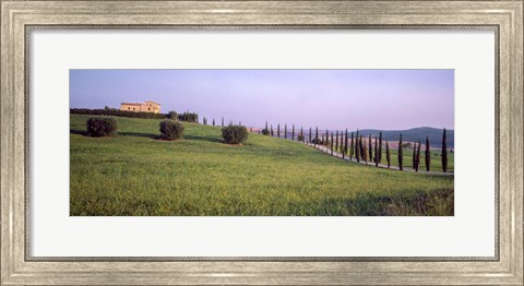 Framed Tree Line, Tuscany, Italy Print