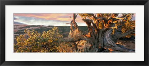 Framed Sunrise Sets a Juniper Aglow, Navajo National Monument, Arizona Print
