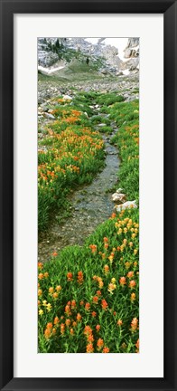 Framed Indian Paintbrush Wildflowers, Grand Teton National Park, Wyoming Print