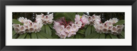 Framed Close-Up of Rhododendron Flowers Print