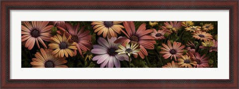 Framed Multi-Colored Daisy Flowers Print