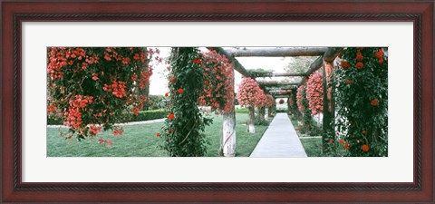 Framed Geranium and Rose Vines Along a Walkway, California Print