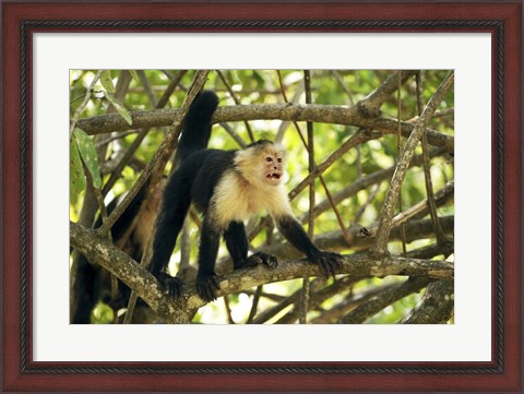 Framed White-faced Capuchin Monkey, Costa Rica Print