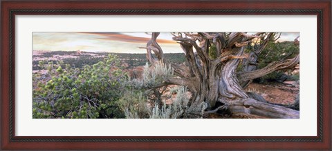 Framed Tree at Betatakin Cliff Dwellings, Arizona Print