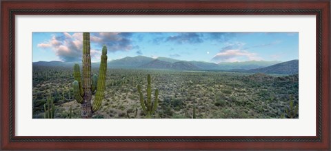 Framed Cardon Cactus, Baja California Sur, Mexico Print