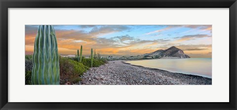 Framed Cardon Cacti on the Coast, Bay of Concepcion, Sea of Cortez, Baja California Sur, Mexico Print