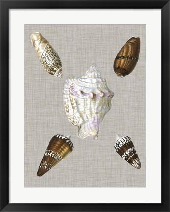 Framed Shells on Linen II Print