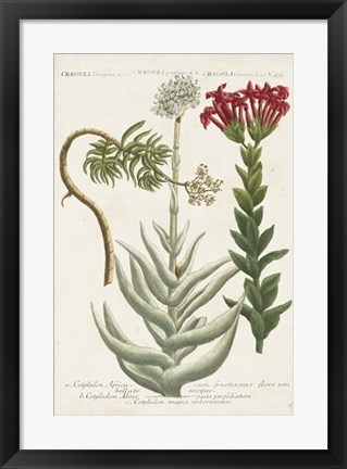 Framed Botanical Varieties I Print
