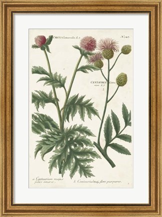 Framed Botanical Varieties III Print