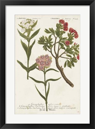 Framed Botanical Varieties IV Print