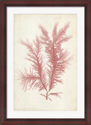 Framed Coral Sea Feather II Print