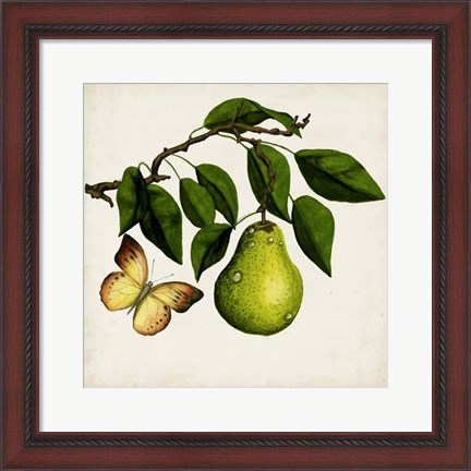 Framed Fruit with Butterflies I Print