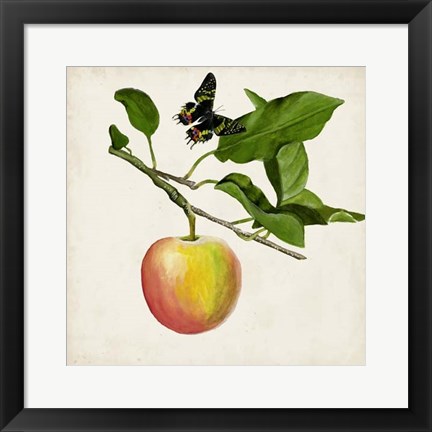 Framed Fruit with Butterflies IV Print