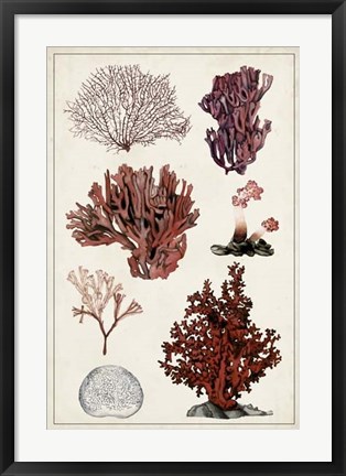 Framed Antique Coral Study II Print