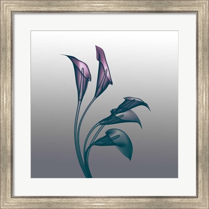 Framed Ombre Calla Lilies X-Ray Print