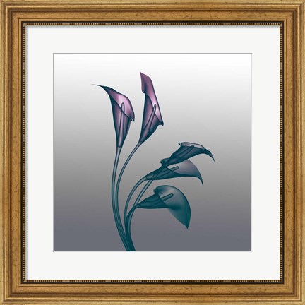 Framed Ombre Calla Lilies X-Ray Print